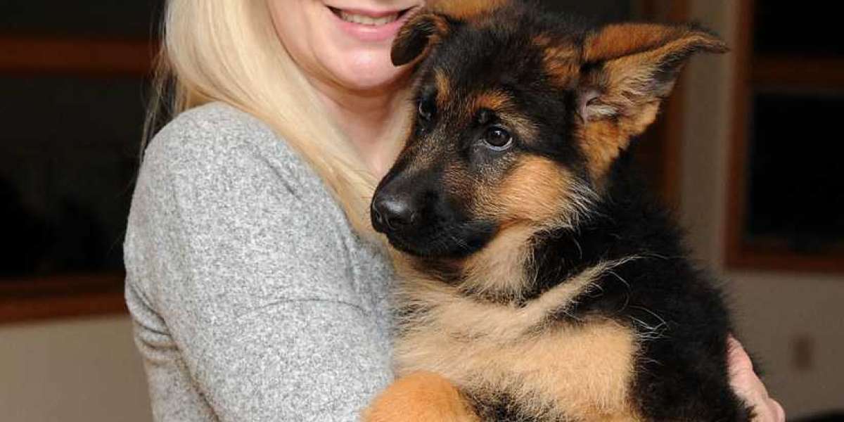 The Most Significant Issue With German Shepherd To Give Away, And What You Can Do To Fix It