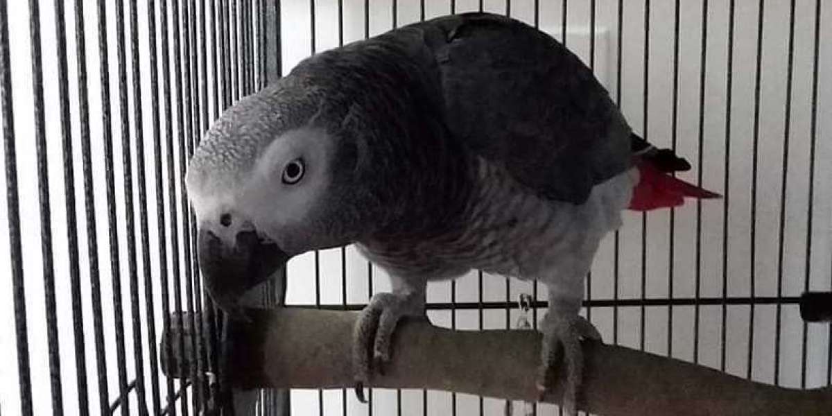 What's The Job Market For African Grey Parrot Baby For Sale Professionals Like?