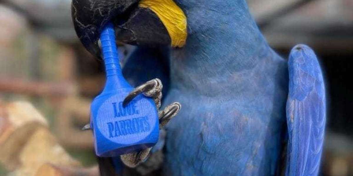 15 Best Documentaries On Macaw Parrot Cost